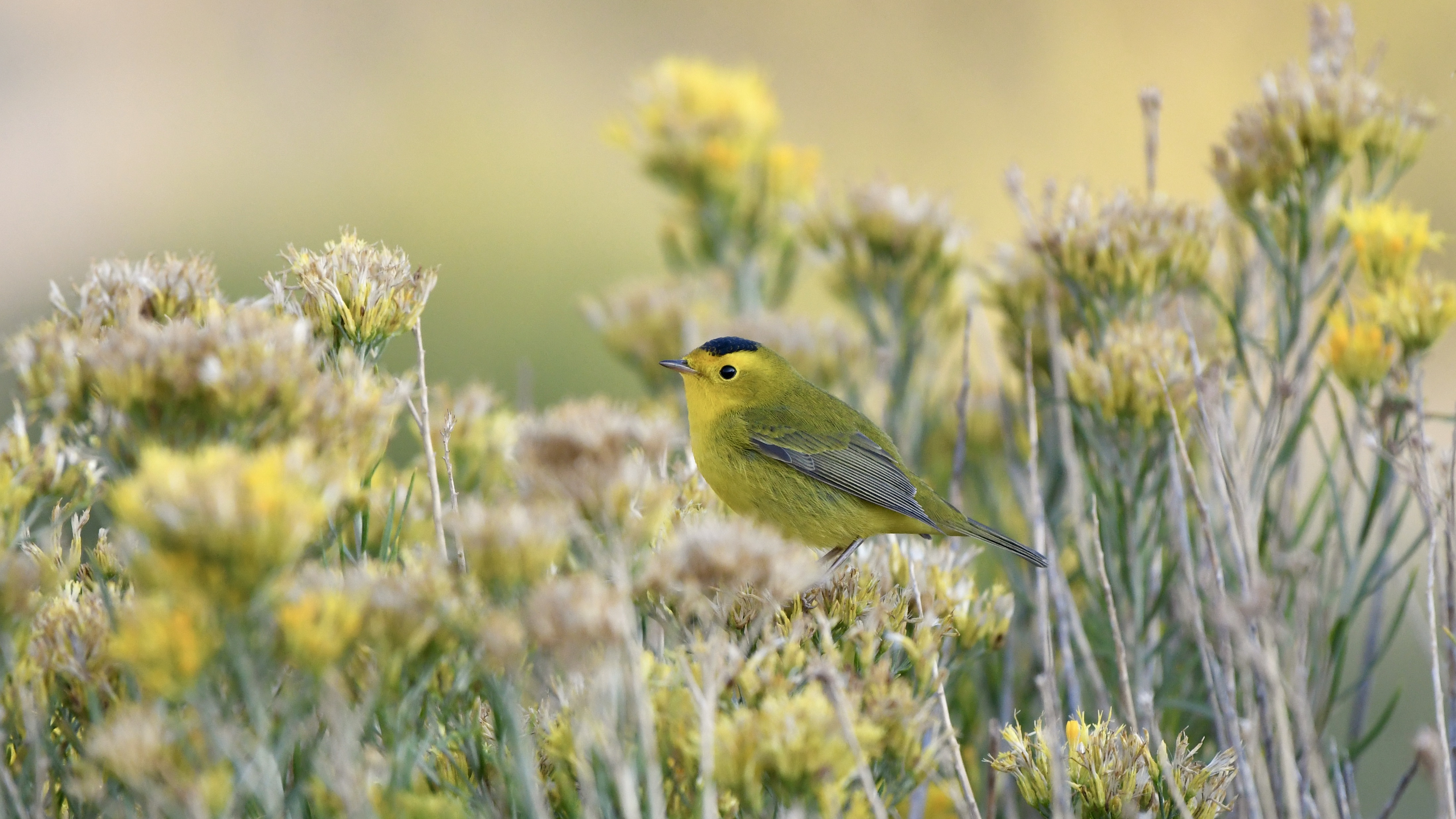 Wilson's Warbler, Photo Kyle Horton